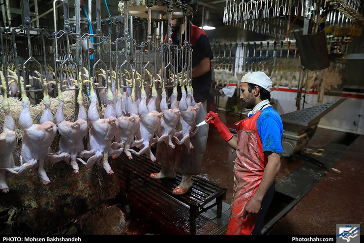قیمت مرغ و گوشت چرا گران شد؟ | قیمت گوسفند زنده در مرز عراق کیلویی ۹۰ هزار تومان