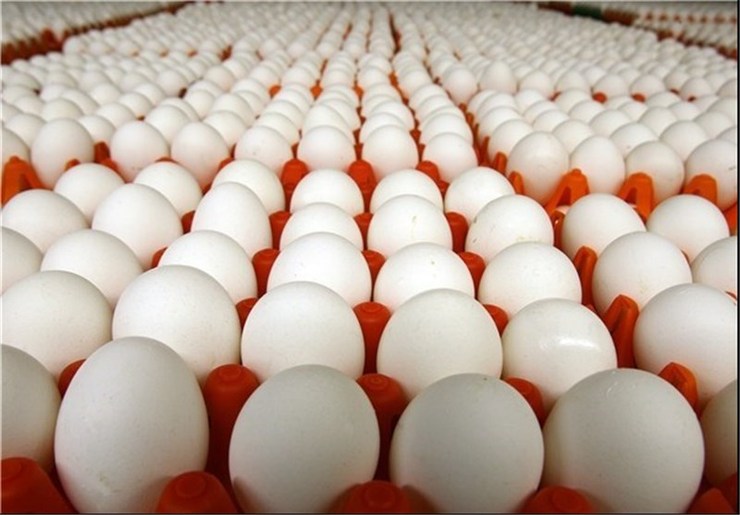 توزیع  ۶ تن تخم مرغ تنظیم بازار در فروشگاه‌های «شهرما»