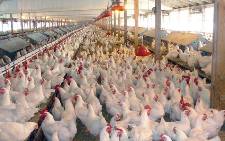 ضرر ۱۰ میلیارد ریالی کرونا به صنعت مرغ جوین