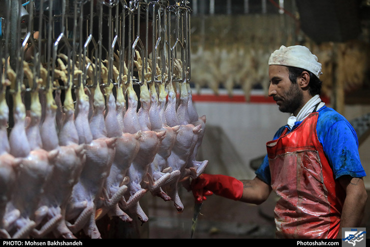 قیمت مرغ در مشهد به ۱۷ هزار و ۵۰۰ تومان رسید/ مرغ هست، اما گران