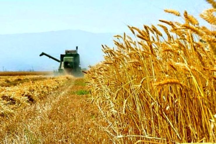 ۳۰ هزار تن گندم مازاد بر نیاز استان خریداری و ذخیره‌سازی شد