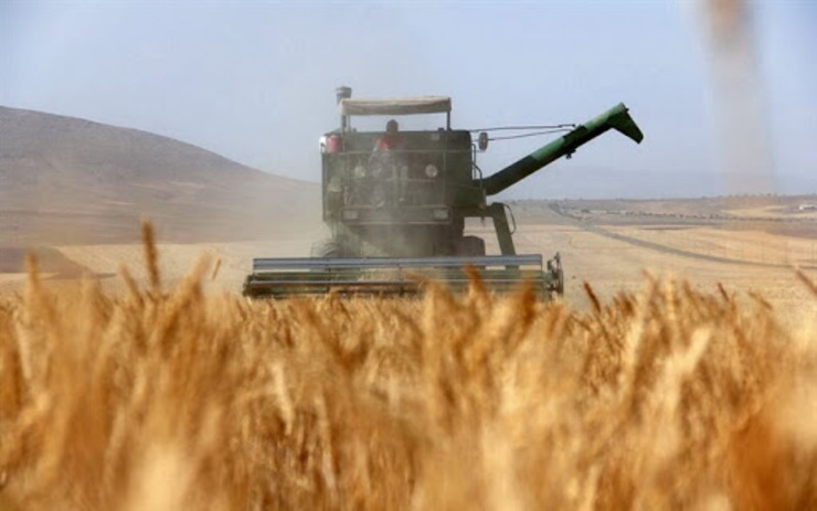 خرید تضمینی ۱۵ هزار تن گندم در مشهد