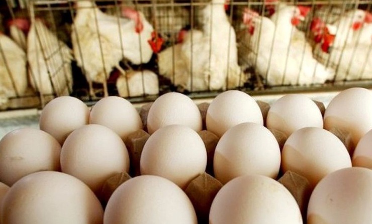 وزیر جهاد کشاورزی: در زمینه مرغ و تخم مرغ کمبودی نداریم