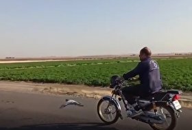 فیلم پرواز یک کبوتر کنار موتور سواری صاحبش در مسیر فریمان به مشهد