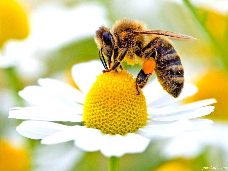 نیش زنبور عسل مانع ویروس کرونا است؟