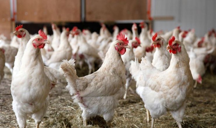 پرداخت تسهیلات به مرغداران برای توسعه مرغ لاین آرین