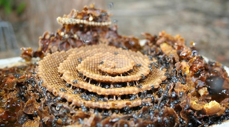 تصاویر خیره‌کننده کندوهای مارپیچ گونه‌ای از زنبور عسل | کندوهایی شبیه به ساختار کریستال