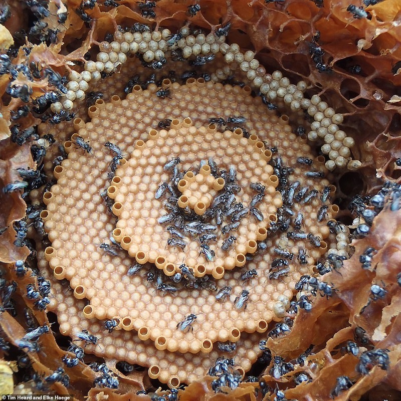 تصاویر خیره‌کننده کندوهای مارپیچ گونه‌ای از زنبور عسل کندوهایی شبیه به ساختار کریستال