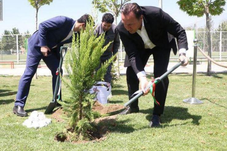 گران‌ترین درخت تاریخ ایران و جهان را بشناسید!+ عکس