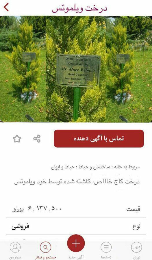 گران‌ترین درخت تاریخ ایران و جهان را بشناسید!+ عکس