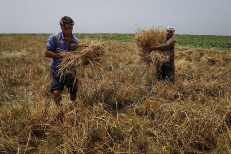 گندمکاران: یا گندم ما را به قیمت جهانی بخرید یا اجازه صادرات بدهید