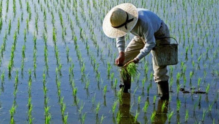دست دلالان برنج بیخ خرخره مردم و کشاورز | شهرآرانیوز