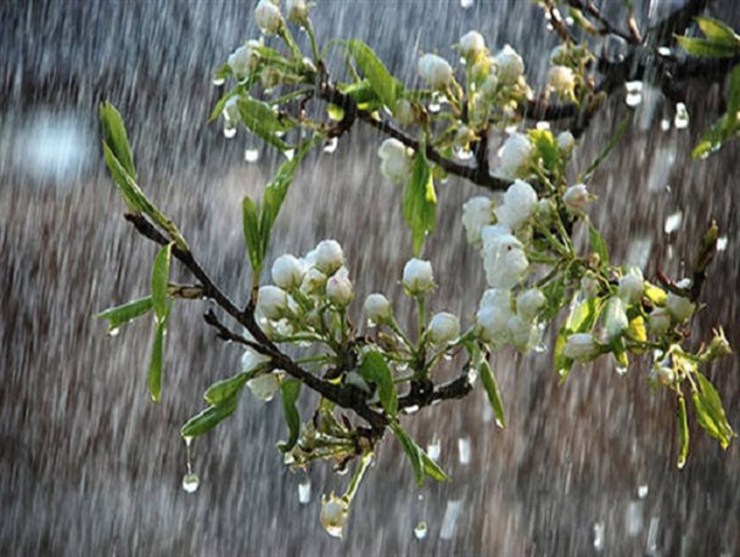 بهار امسال ۲ درصد باران بیشتر در خراسان رضوی بارید
