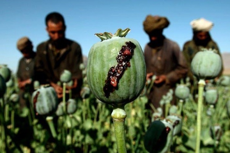 قمار آمریکا با تریاک افغانستان | نگاهی به چرایی اصرار طالبان برای آزادی ۴۰۰ زندانی خطرناک