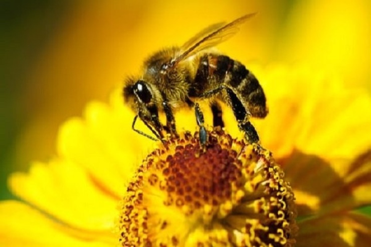 درمان کرونا با سم زنبور عسل؟