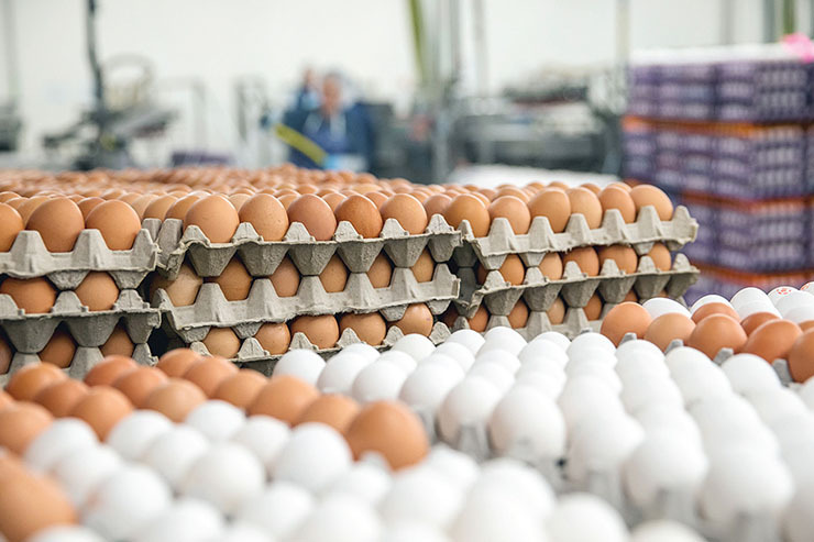 چرا تخم مرغ در بازار گران شد؟