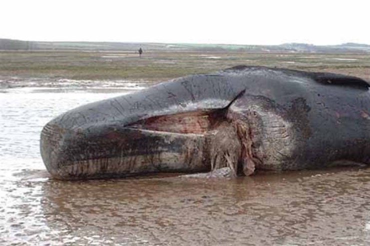 مشاهده لاشه نهنگ در روستای ساحلی بریزگِ هرمزگان