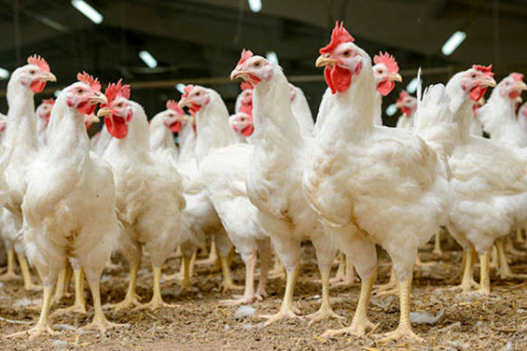 تخفیف ۵۰ درصدی حق بیمه تولیدکنندگان مرغ آرین +سند
