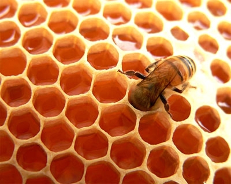 آشنایی با خواص شگفت انگیز عسل | زخم خود را با این ماده طبیعی بهبود بخشید