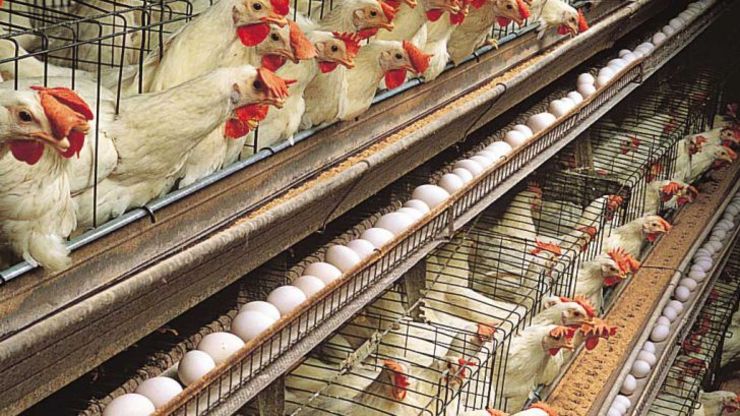 قیمت تخم‌مرغ در ماه‌های آینده به حداقل کیلویی ۲۰ هزار تومان می‌رسد