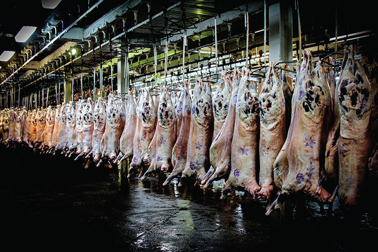 افزایش کشتار دام چه تأثیری بر قیمت گوشت در آینده دارد؟