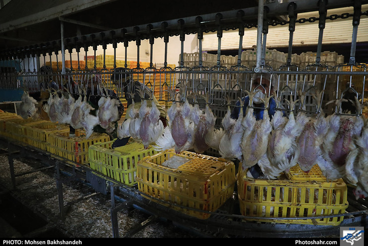 قیمت مرغ در ایام تاسوعا و عاشورا افزایش می‌یابد؟