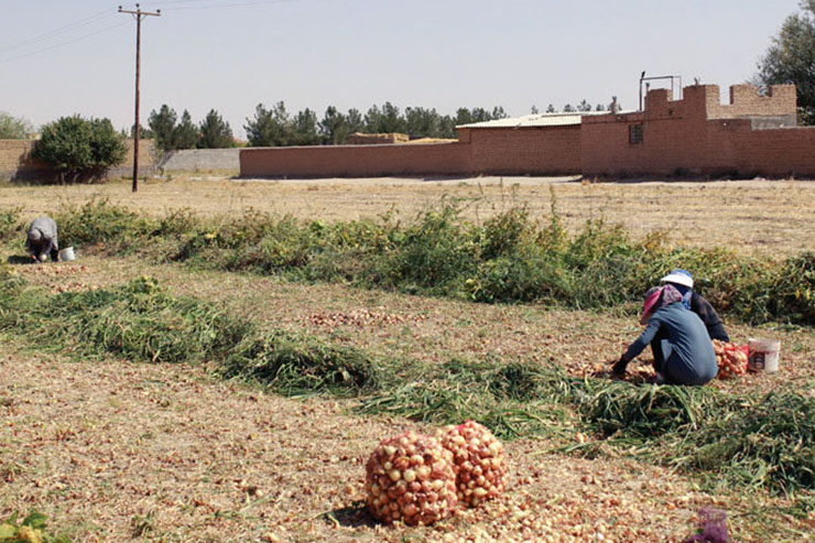 خاک توس آماده کشت «گردشگری کشاورزی» است