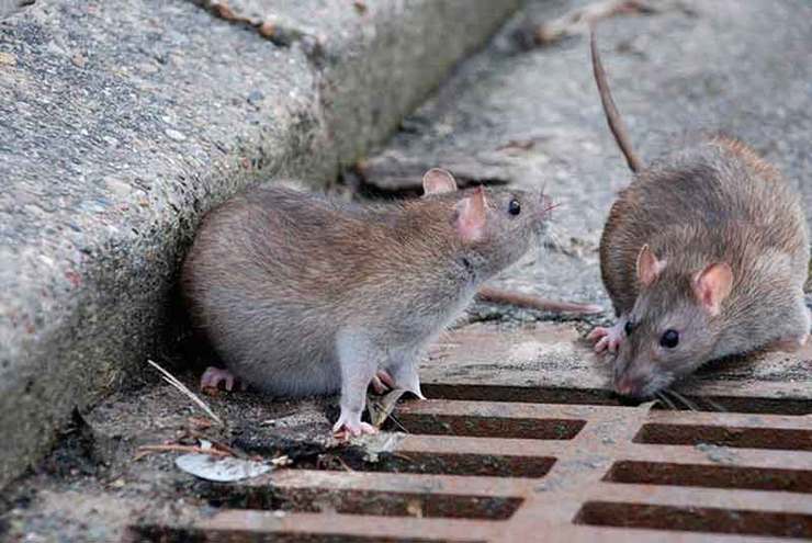 شناسایی کانون موش‌های فاضلابی در مشهد