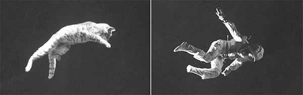 نقش سقوط گربه‌ها در اکتشافات فضایی ناسا