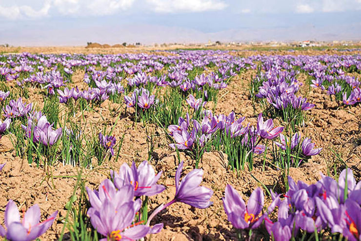 راه‌اندازی بازارچه فروش زعفران کشور در تربت‌حیدریه