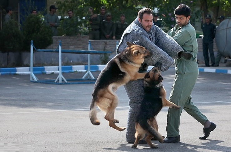 ایران دانش پرورش سگ‌های موادیاب را به افغانستان منتقل می‌کند