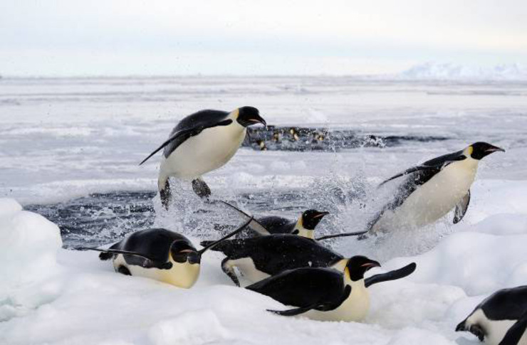 بچه پنگوئن‌ها برای نخستین بار تن به آب زدند + ویدئو