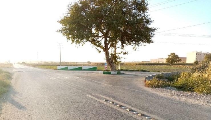 شهروند خبرنگار | نمای پاییزی زیبا از درخت توت در مشهد، بولوار آوینی ۵۷