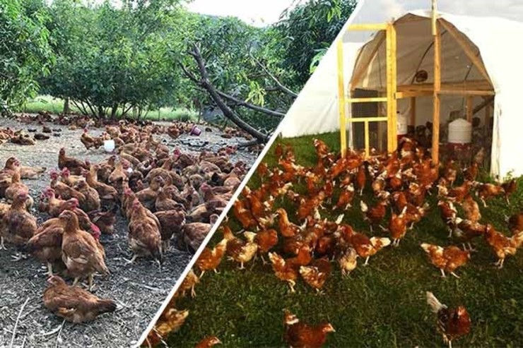 مرغ های بومی از منظر تولید تخم مرغ ارگانیک و گوشت لذیذ و مقاوم بودن در برابر بیماری ها و سازگاری با آب و هوای مختلف از دیرباز مورد توجه روستاییان بوده اند.