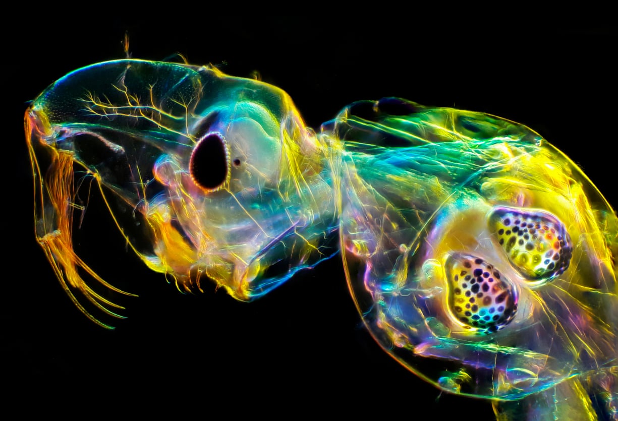 جایزه «عکاس کلوزآپ» به یک استاد زیست‌شناسی دریایی اعطا شد + تصاویر و شرح