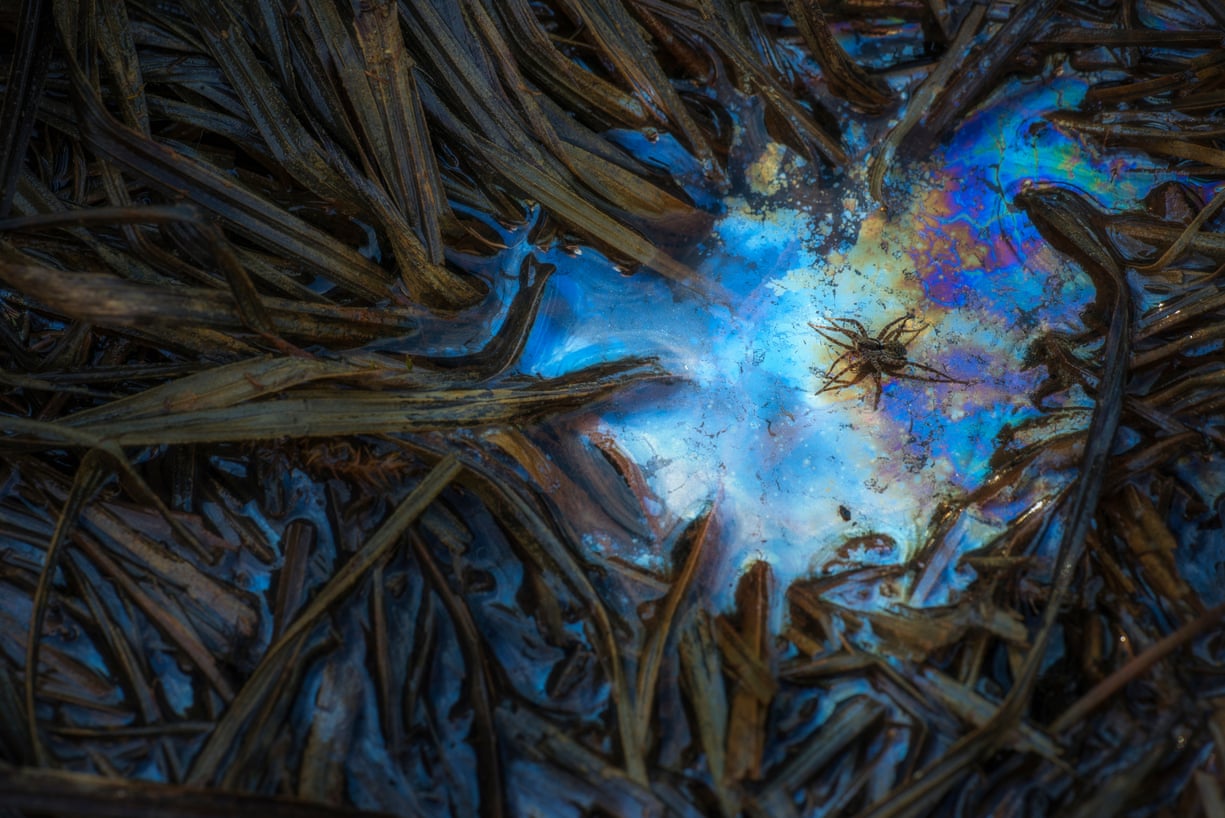 جایزه «عکاس کلوزآپ» به یک استاد زیست‌شناسی دریایی اعطا شد + تصاویر و شرح