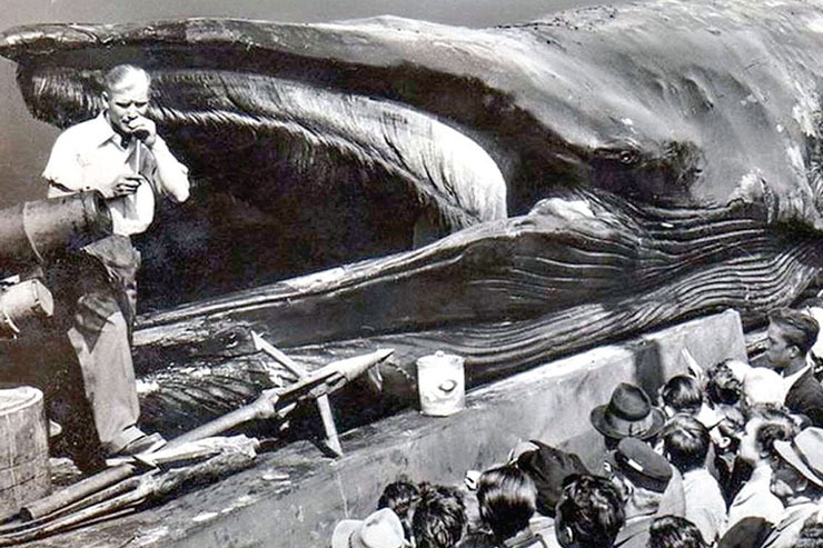 ملاقات با نهنگ‌های مُرده | تلاشی برای رونق صنعت شکار نهنگ