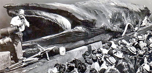 ملاقات با نهنگ‌های مُرده