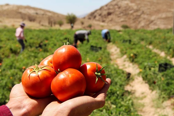 آغاز برداشت ۸۰ هزار تنی گوجه فرنگی در مشهد