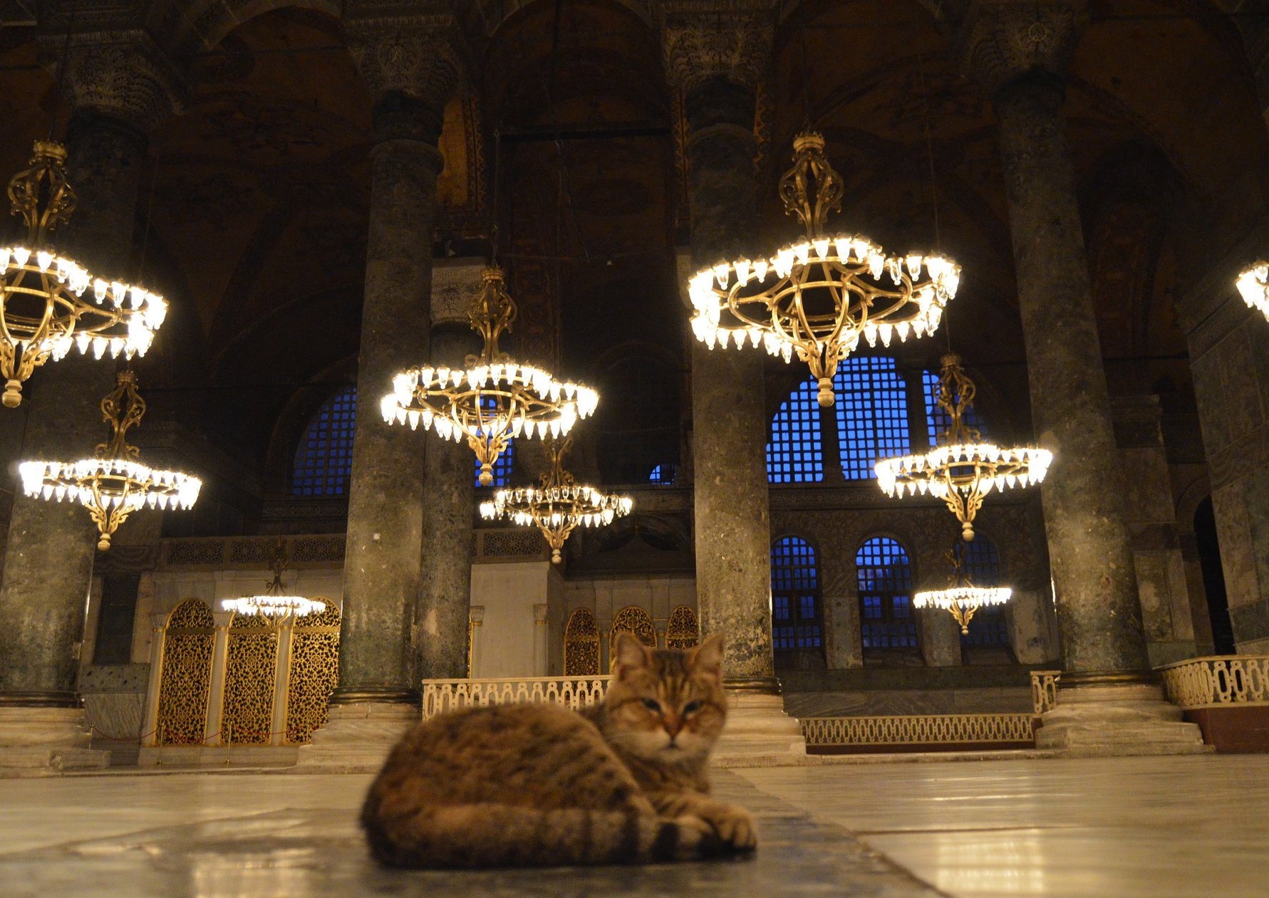 مقامات ترکیه مرگ «گربه» مشهور ایاصوفیه را تسلیت گفتند + تصاویر و ویدئو