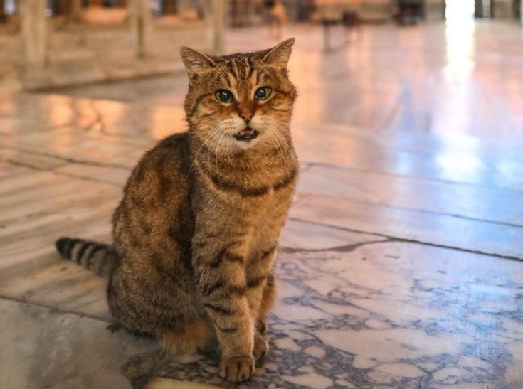 مقامات ترکیه مرگ «گربه» مشهور ایاصوفیه را تسلیت گفتند + تصاویر و ویدئو