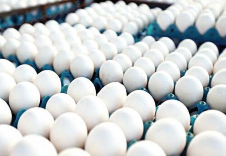 خراسان رضوی سالانه ۷۰ هزار تن تخم مرغ مازاد دارد