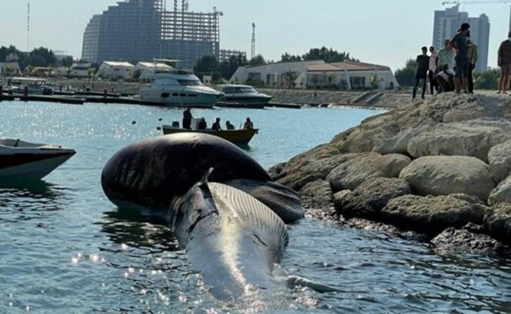 پیدا‌شدن دومین لاشه نهنگ در ساحل کیش + فیلم
