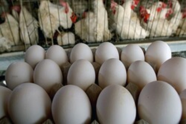 توزیع تخم مرغ با قیمت مصوب از امروز در مشهد آغاز شد