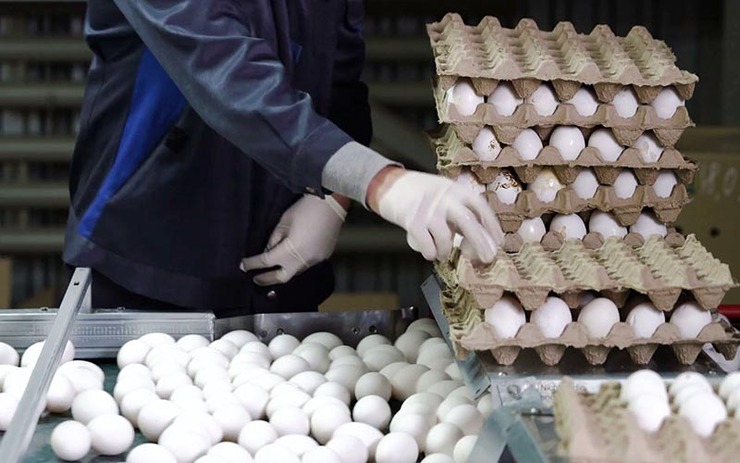 تخم مرغ با نرخ مصوب در خراسان رضوی توزیع می‌شود