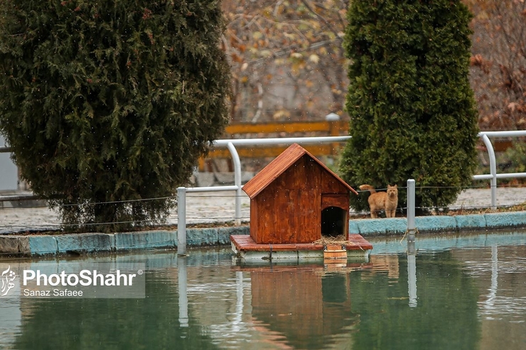 تصاویری زیبا از آشیانه پرندگان در بوستان‌های مشهد