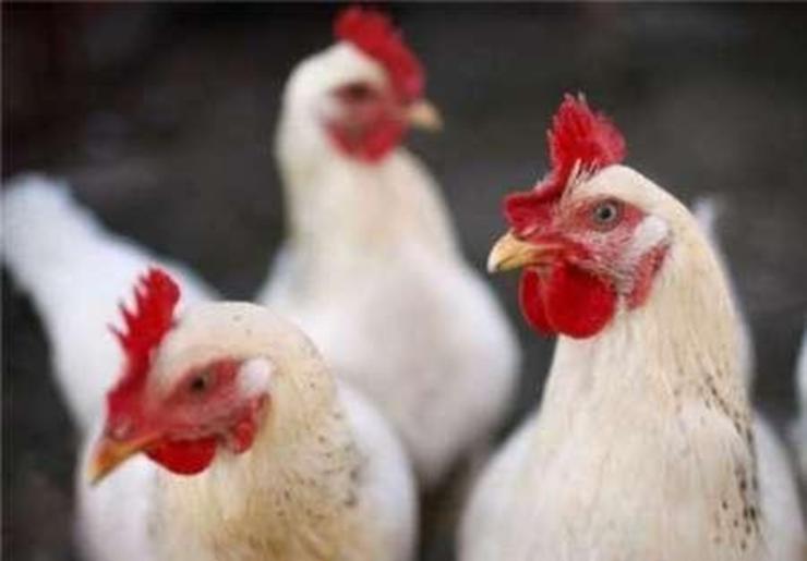 ممنوعیت خروج مرغ زنده از خراسان رضوی تصمیمی غیرکارشناسی است
