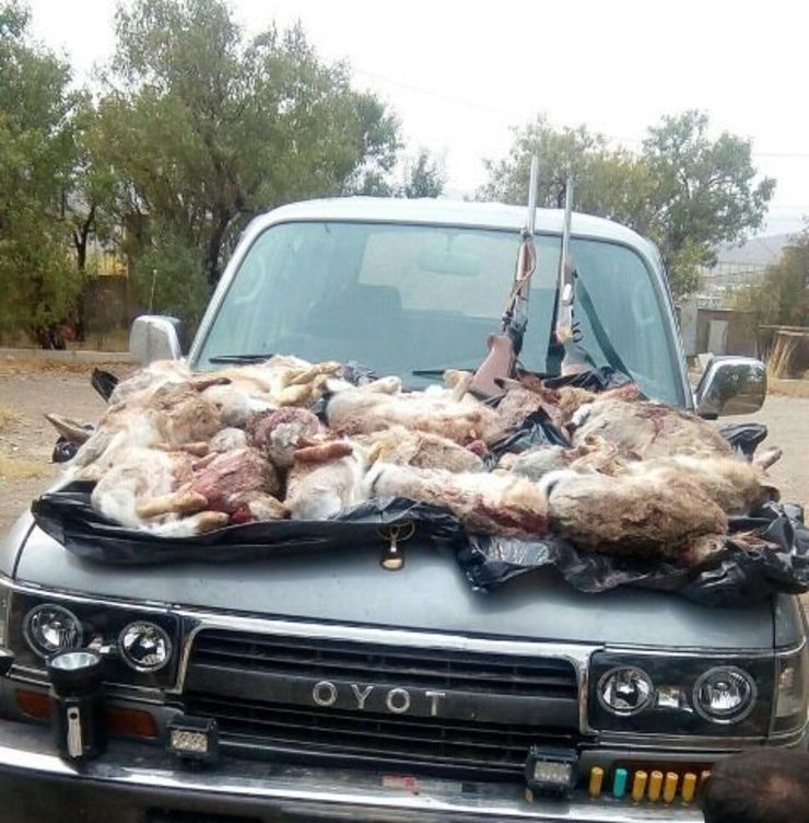 بازداشت ۴ شکارچی خرگوش در زنجان