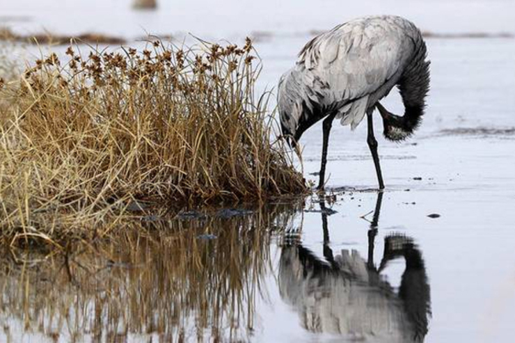 مرگ تلخ ۱۰۷۰ بال پرنده مهاجر در تالاب میقان اراک | علت چه بود؟
