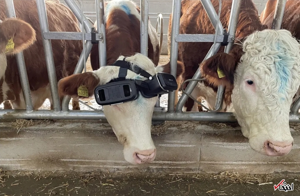 گاوهای شیرده شاد با عینک واقعیت مجازی